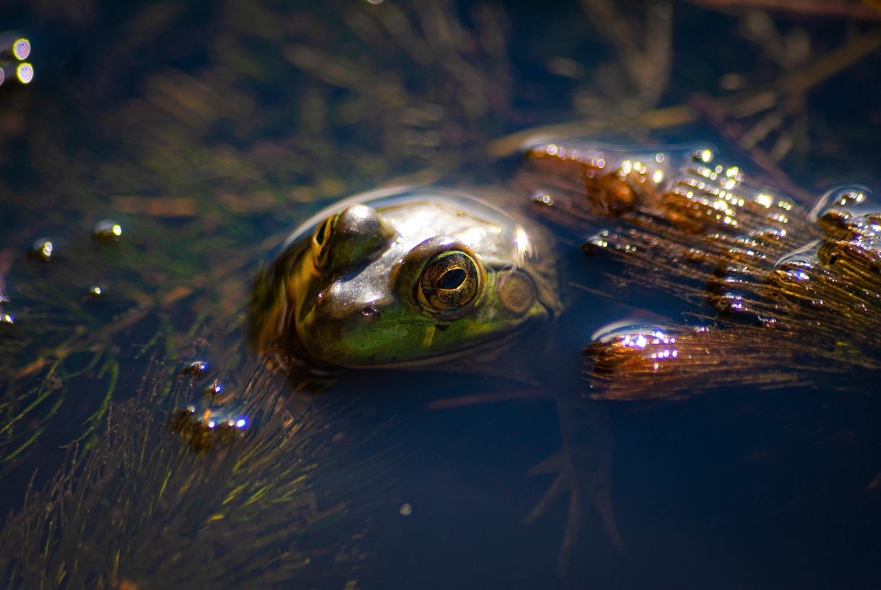 Discover Sweetwater Wetlands Wonders for Every Age