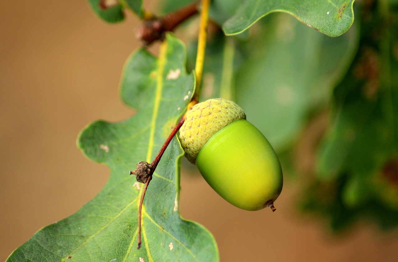 Discover Twelve Oaks: Nature, Culture, Dining & Entertainment