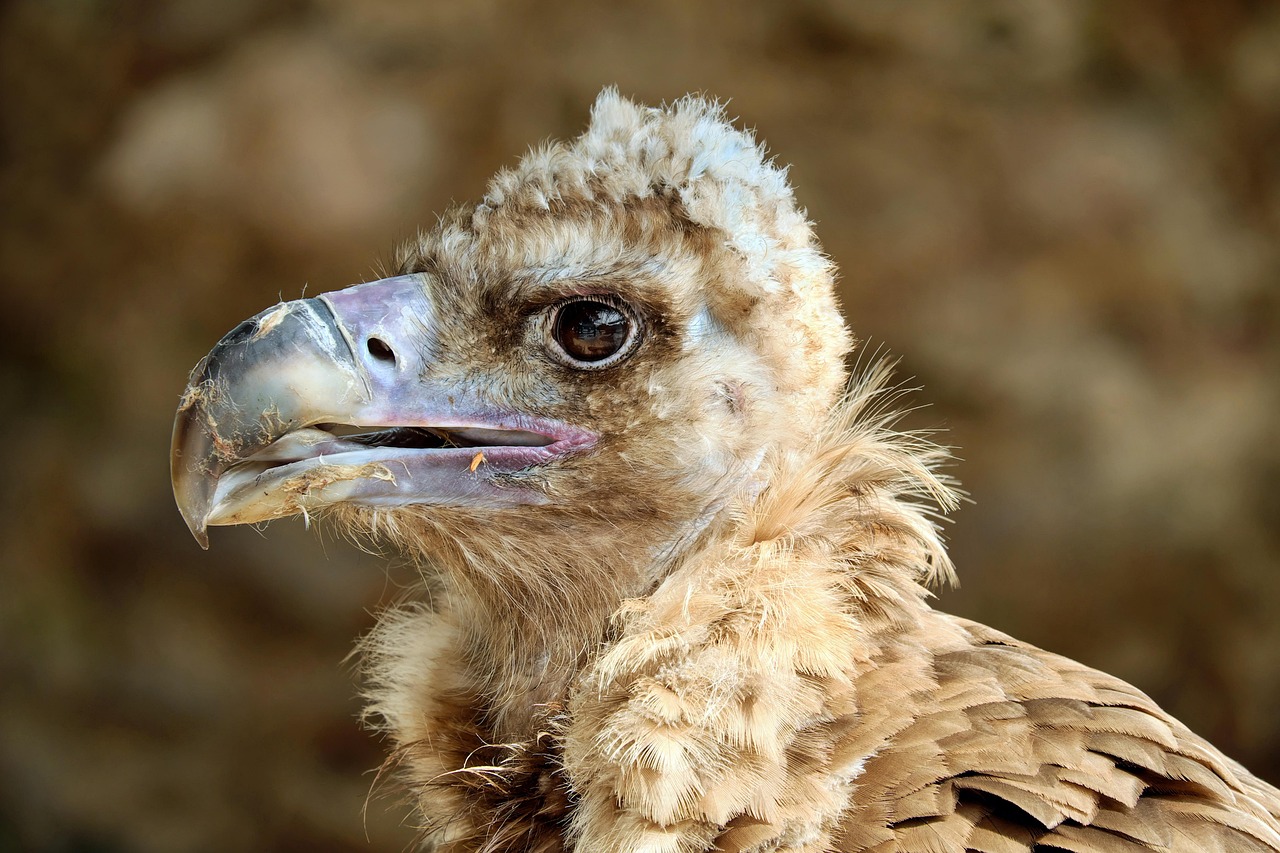 Discover Vulture Peak Ranch: Nature, Adventure, Cultural Treasures Await