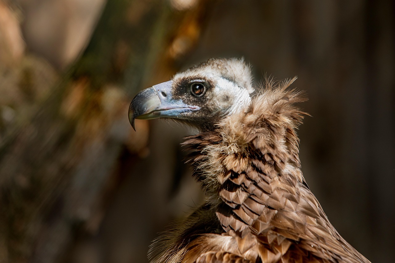 discover-vulture-peak-ranchs-nature-cult-640x480-4bz4rn
