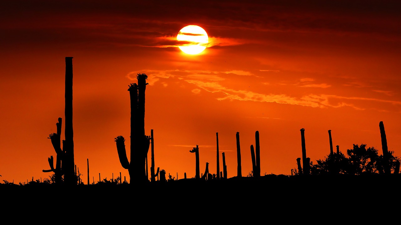 Discovering Saguaro Parks Wonders & Beyond
