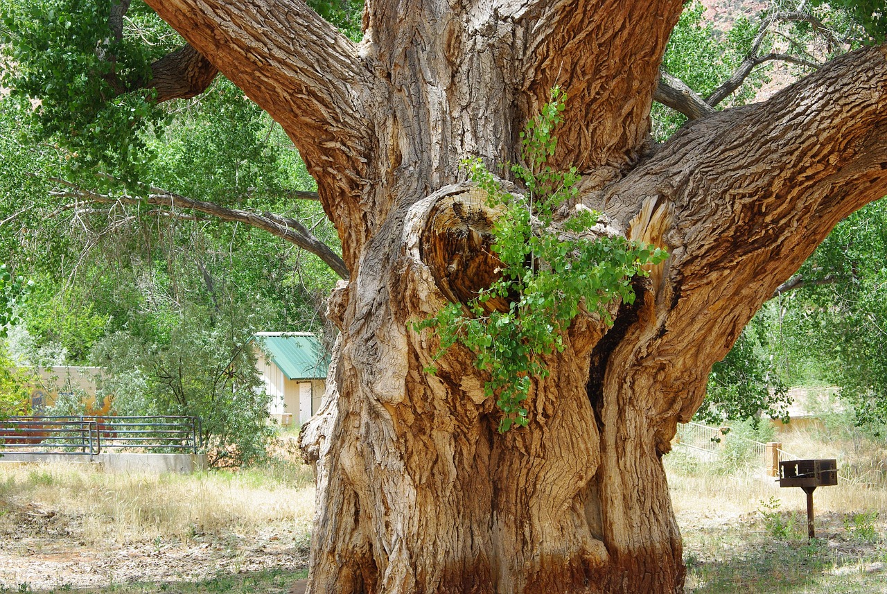 Expert Tips for Real Estate in Colorado City, Arizona