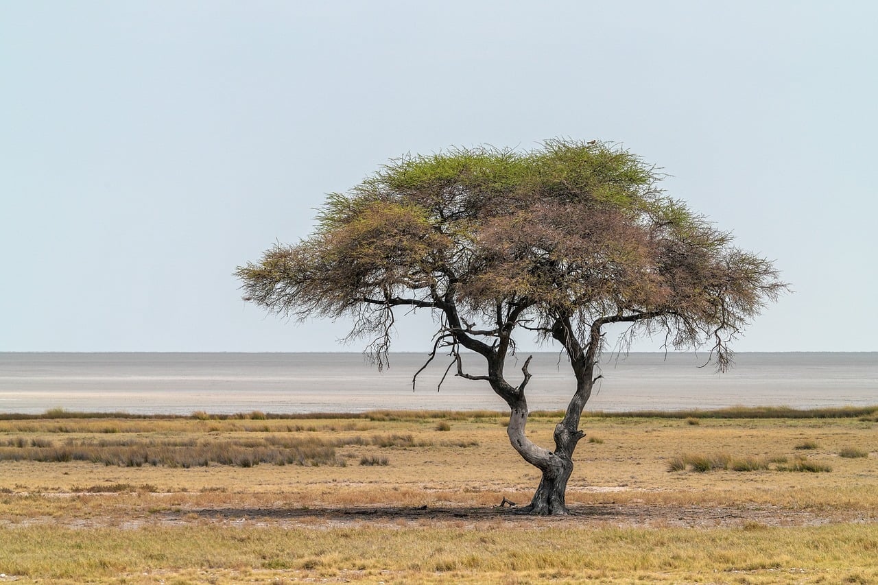explore-acacia-crossings-nature-culture-640x480-g1vevx