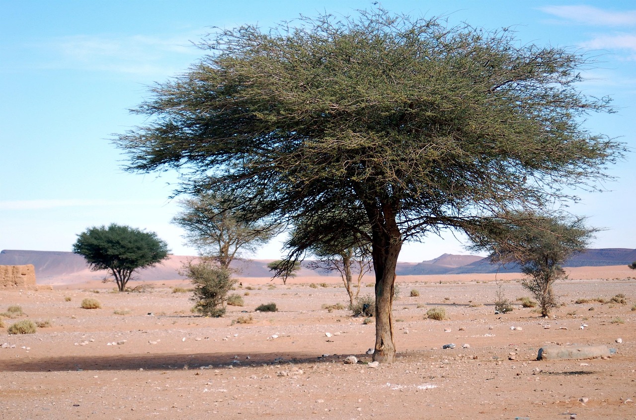 explore-desert-oasis-adventure-culture-r-640x480-byp02a