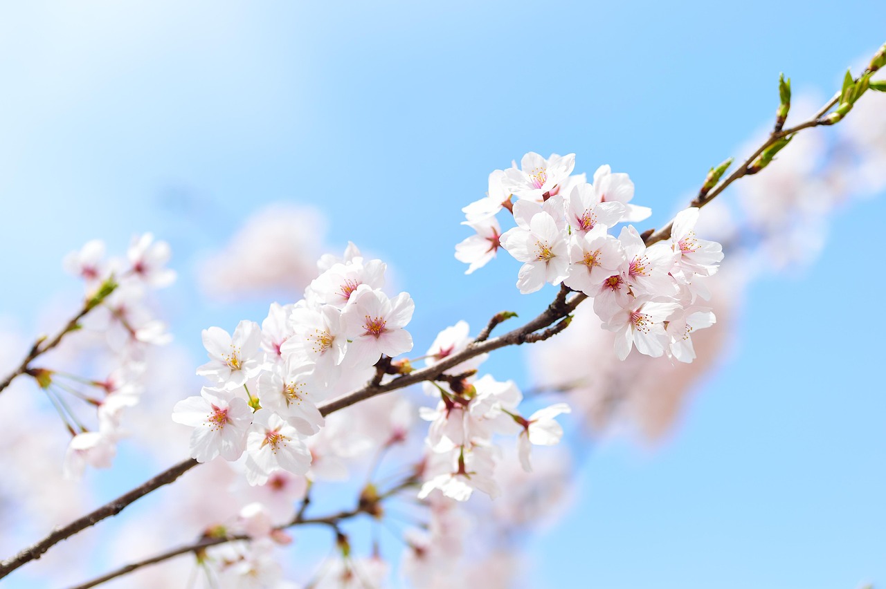 Explore, Discover, Learn: Arboretum Adventures Await