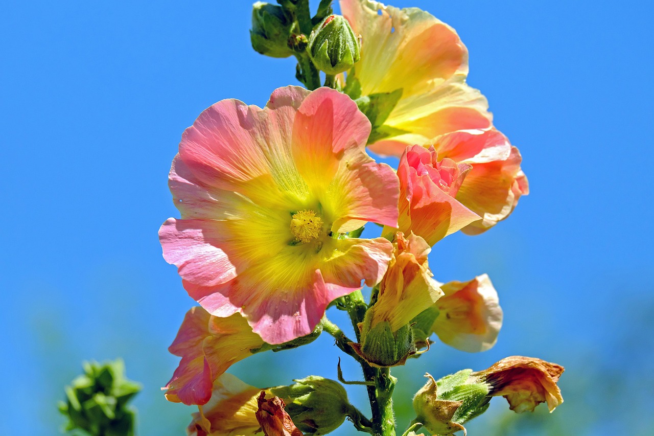 explore-hollyhock-haven-nature-culture-o-640x480-p1xjdk