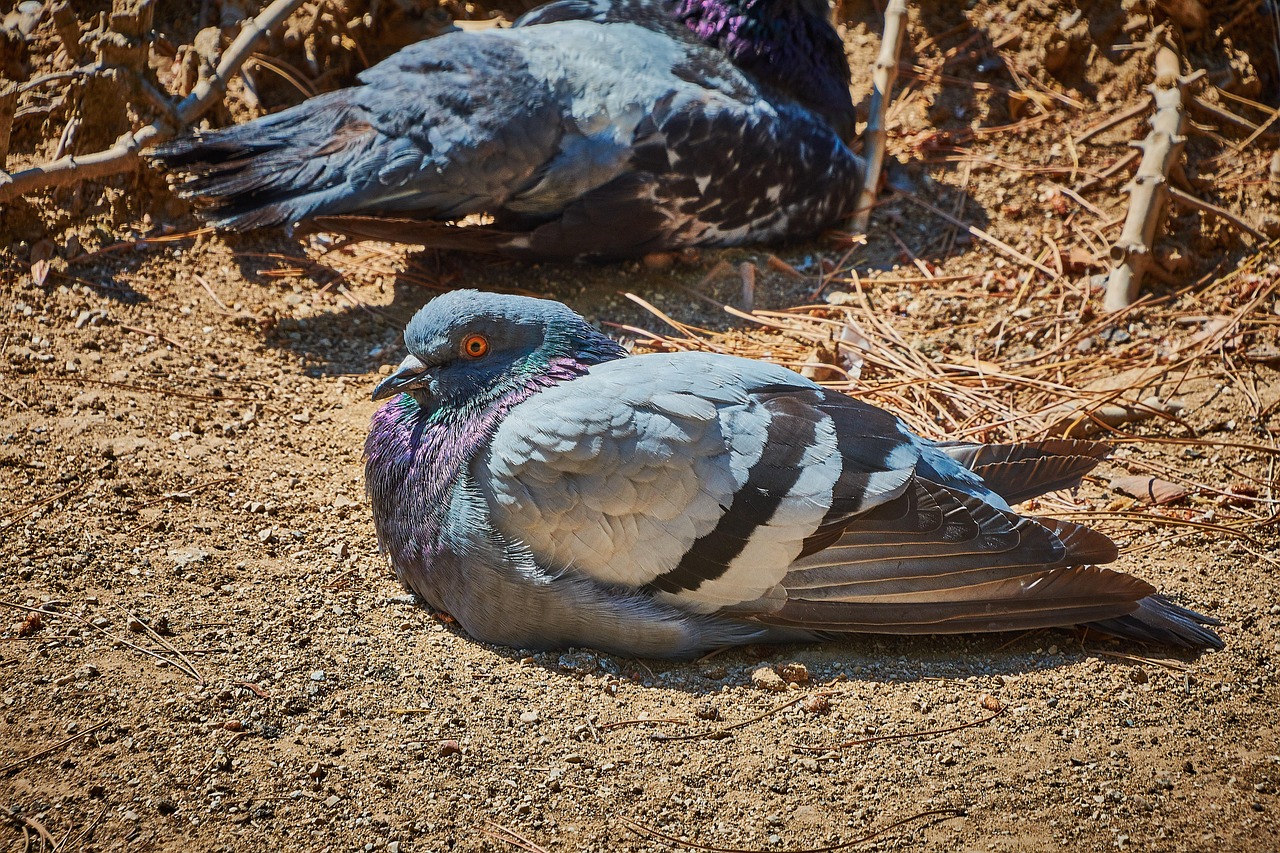 explore-la-palomas-outdoors-culture-rela-640x480-ljmnf9