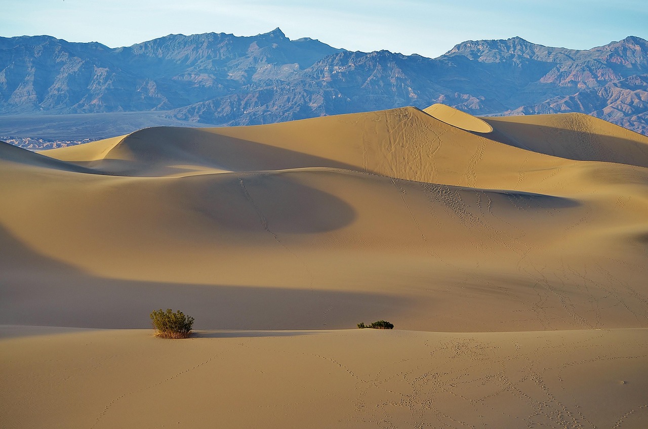 Explore Mesquite: Nature, Culture, and Culinary Delights Unveiled