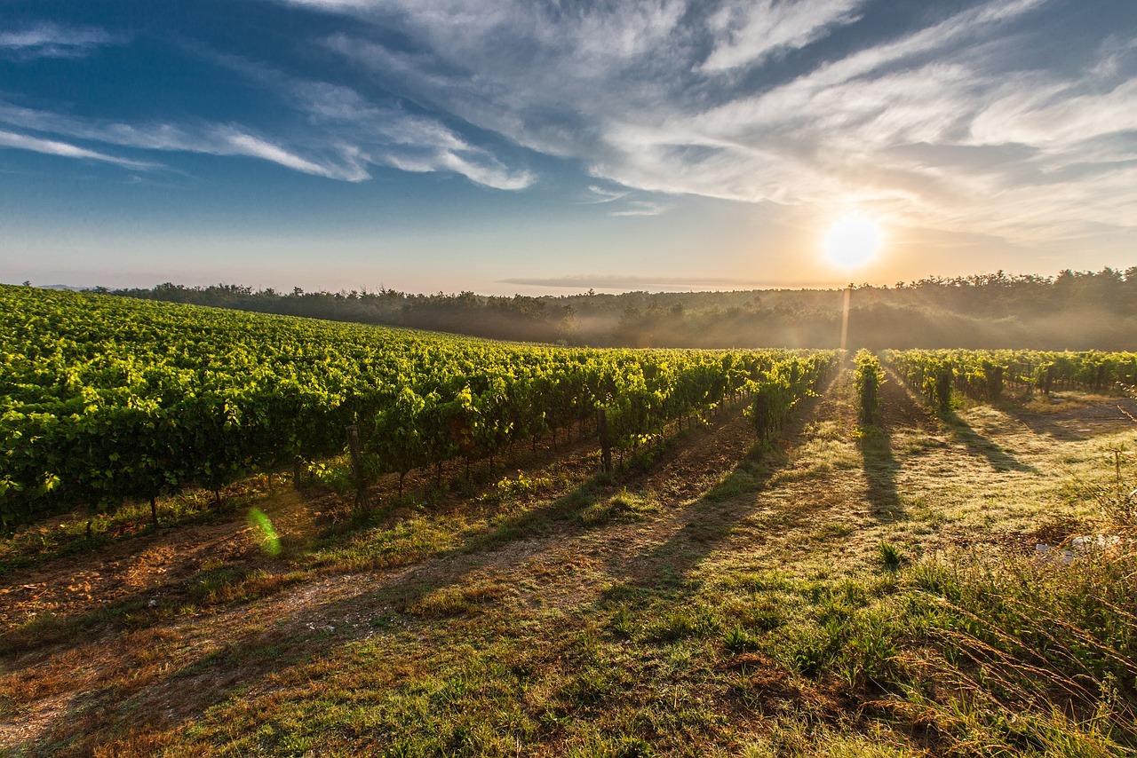 Explore Morning Sun Farms: Natures Wonders and Local Delights