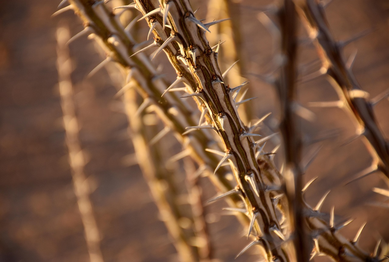 Explore Ocotillo: Nature, Culture, Relaxation Await