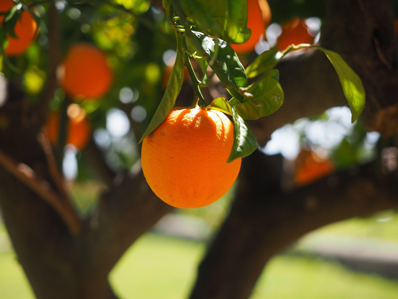 Explore Orange Tree Golf & Beyond: Local Dining, Culture & Nature