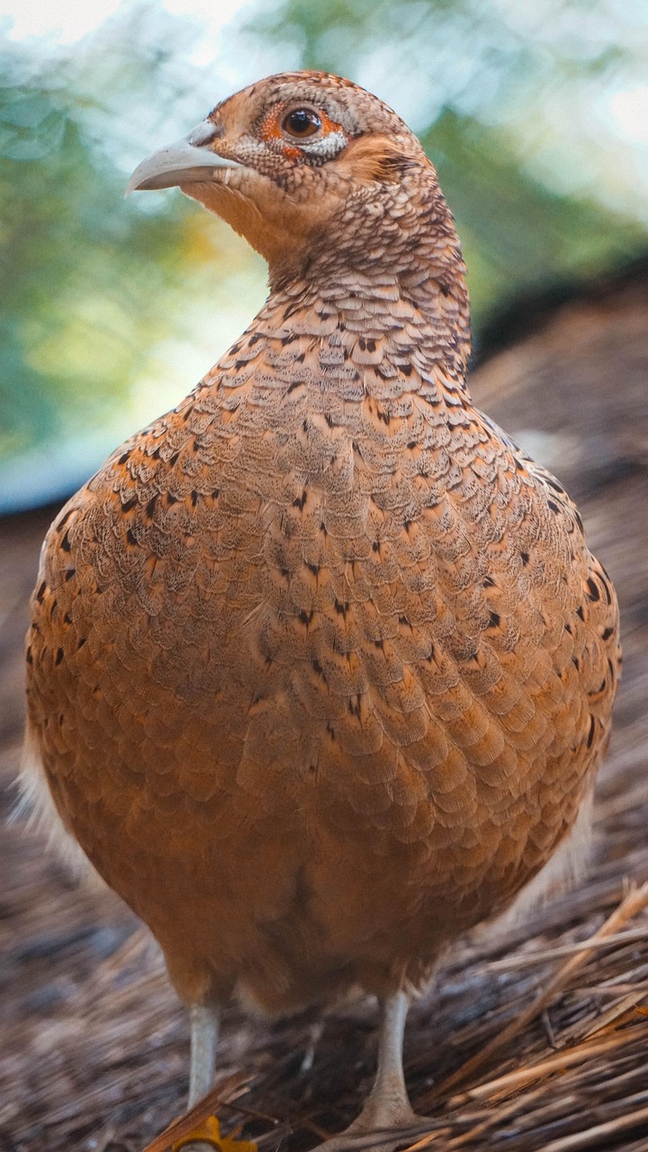 Explore Quail Creek Village: Nature, Culture, Adventure Await