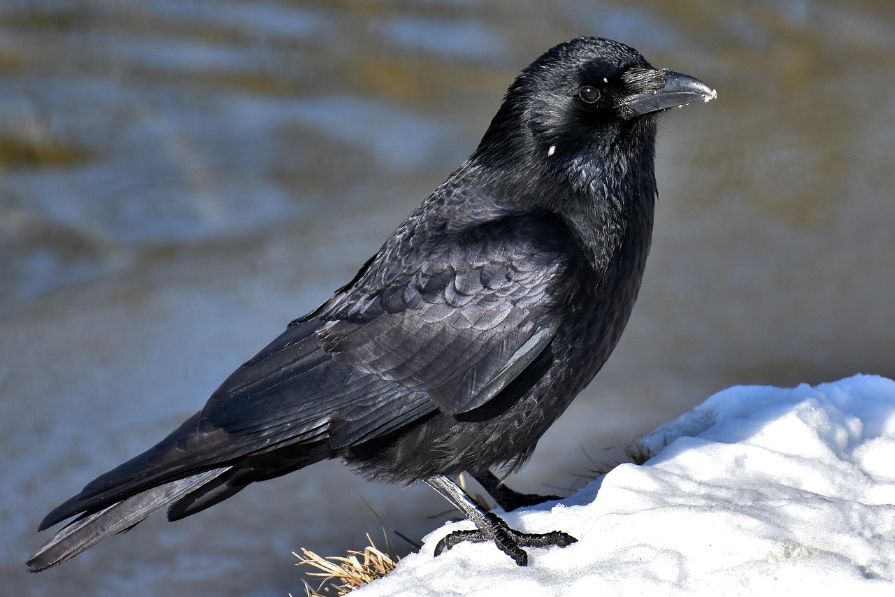 explore-raven-golf-adventures-community-640x480-rfshh3
