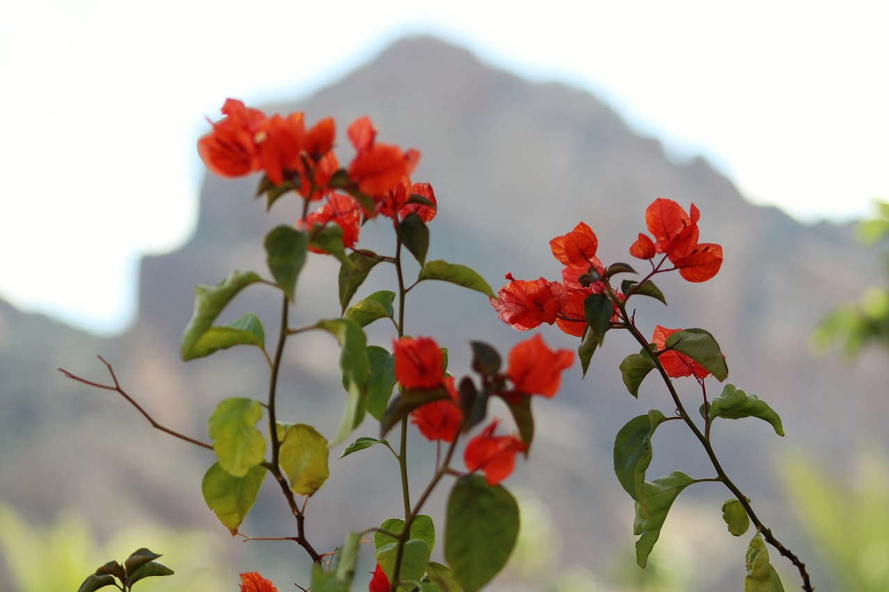 Explore Storyrock: Nature, Culture, Cuisine, and History