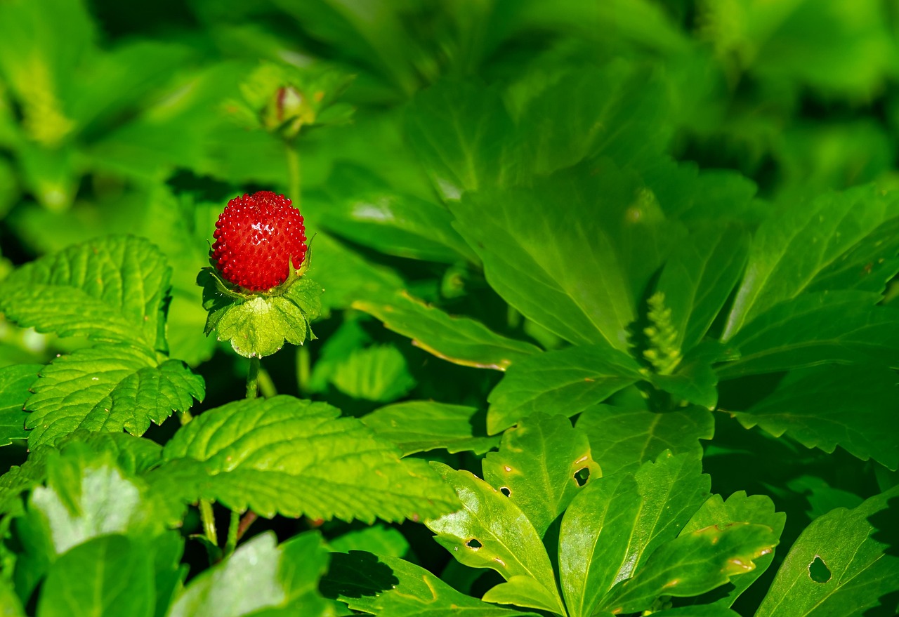 explore-strawberry-farms-delights-in-ari-640x480-erhheb