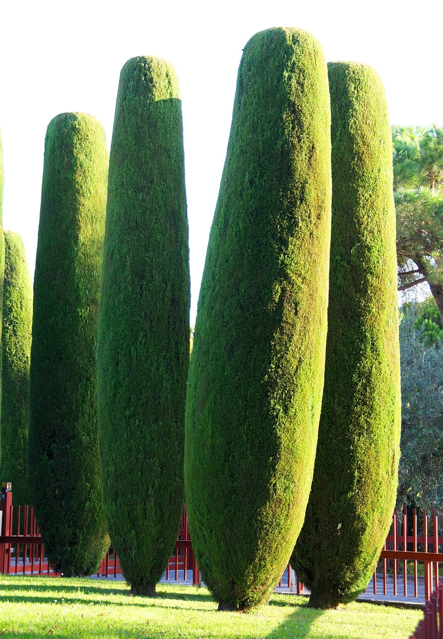 explore-tampa-bay-cypress-gardens-natura-640x480-ihr1ep