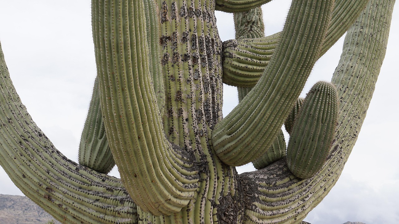 finding-your-perfect-tucson-arizona-real-640x480-qz6sfw
