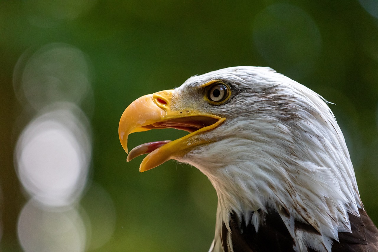 Boost Eagle Mountain Sales: Strategies for Success