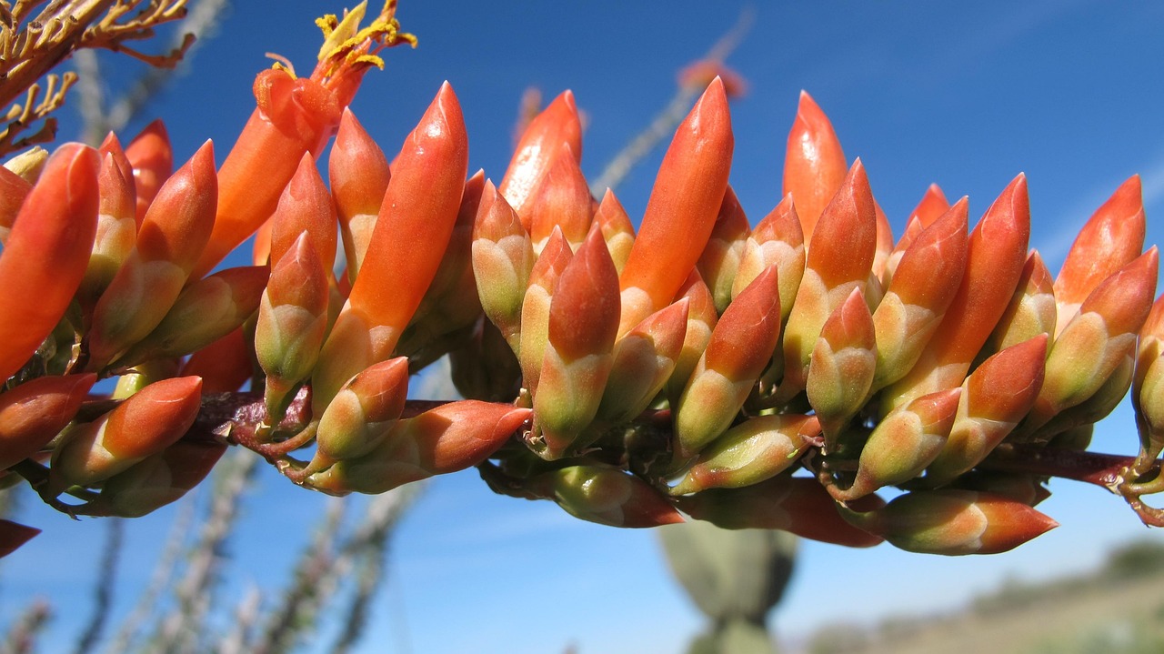 Mastering Ocotillo Real Estate: Expert Strategies for Success