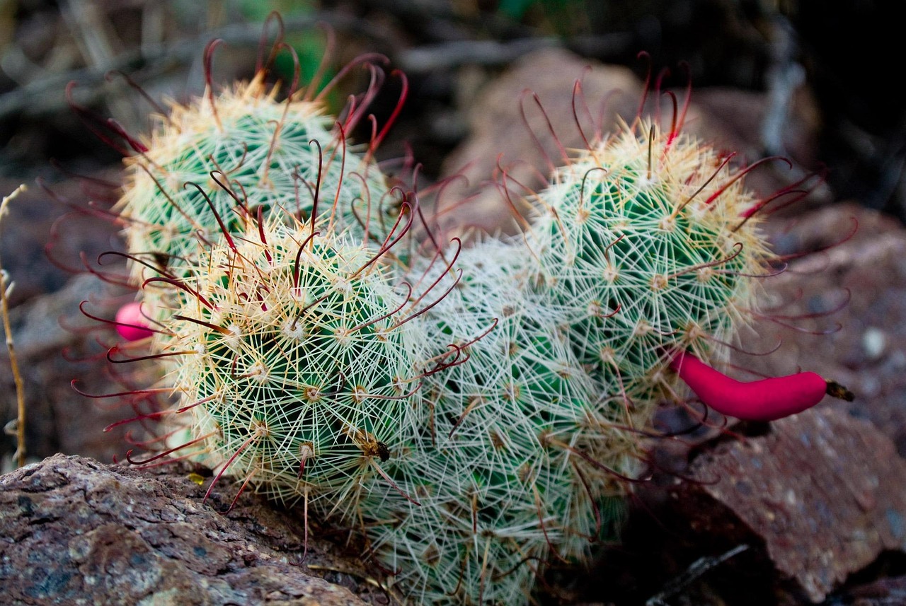 Navigating Tucson Arizonas Real Estate Market: Expert Tips for Buyers & Sellers