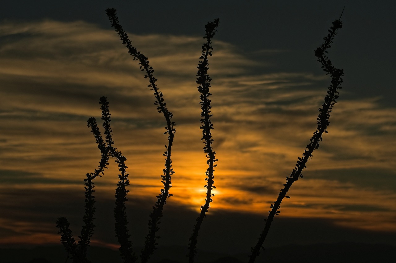 Ocotillos Outdoor Adventures, Cultural Treasures, Culinary Journey
