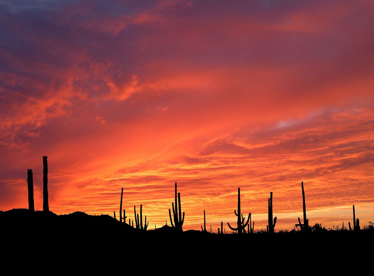 Saguaro Park: Nature, Culture & Outdoor Adventures Unveiled