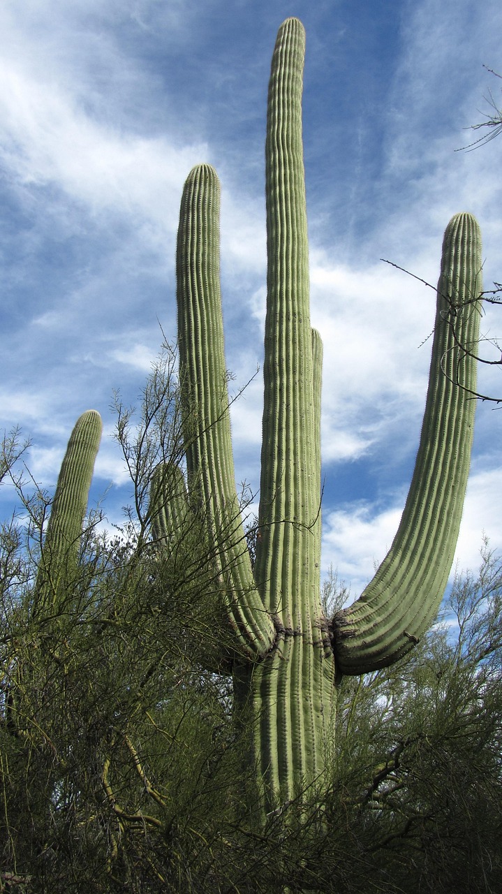 Selling in Tucson AZ: Market Tips for Success