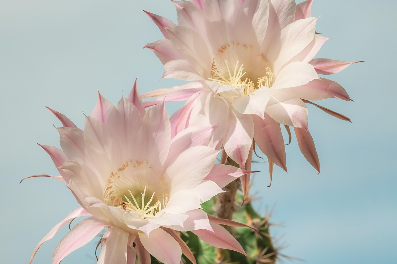 Uncover Cactus Corridor: Nature & Culture Await