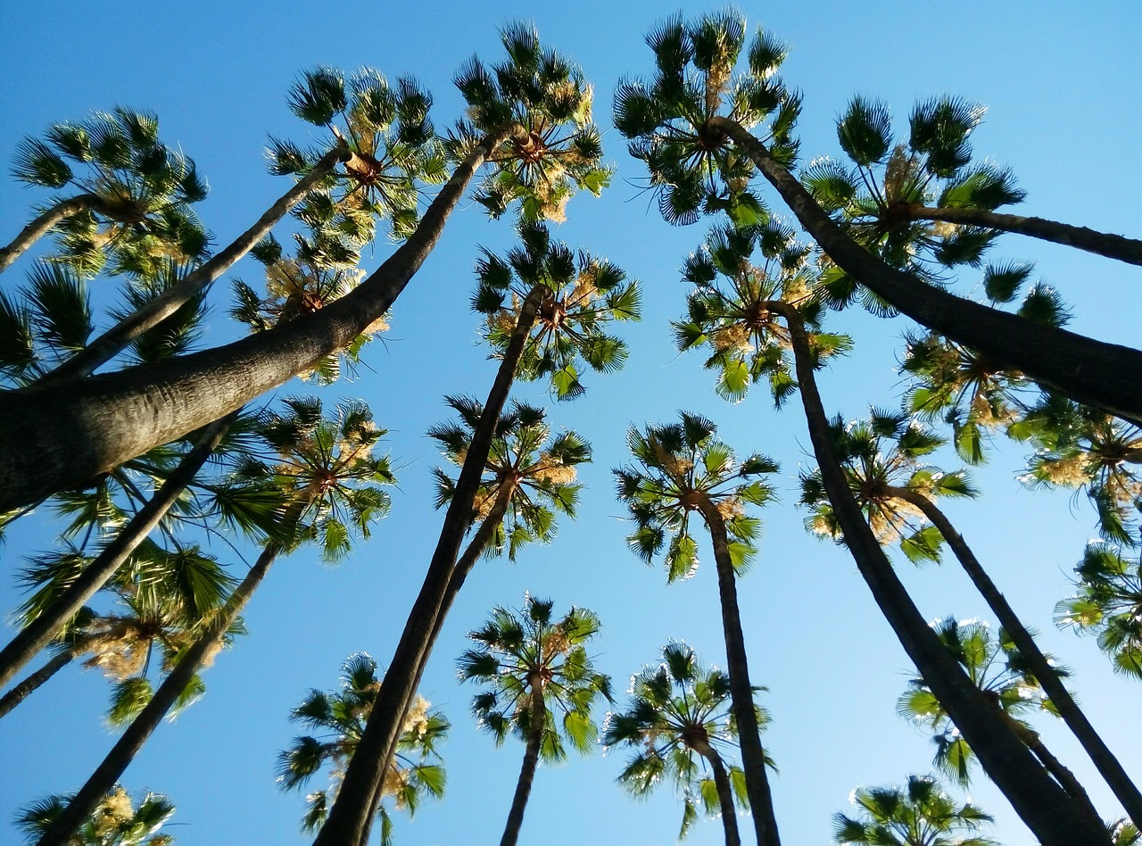 uncover-corona-del-sols-charms-nature-cu-640x480-ov2vl8