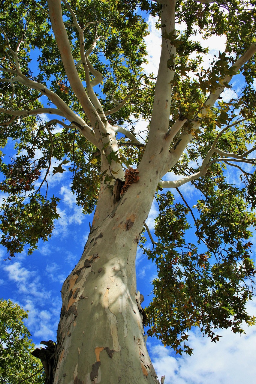 Uncover Cottonwood Wonders: Nature, Adventure, Culture Await