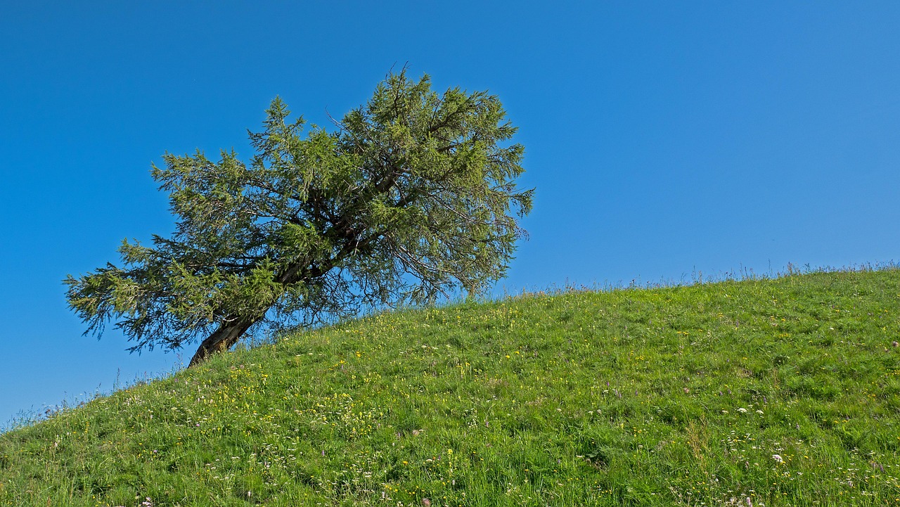 Uncover Hidden Gems at Crooked Tree Park Estates and Beyond