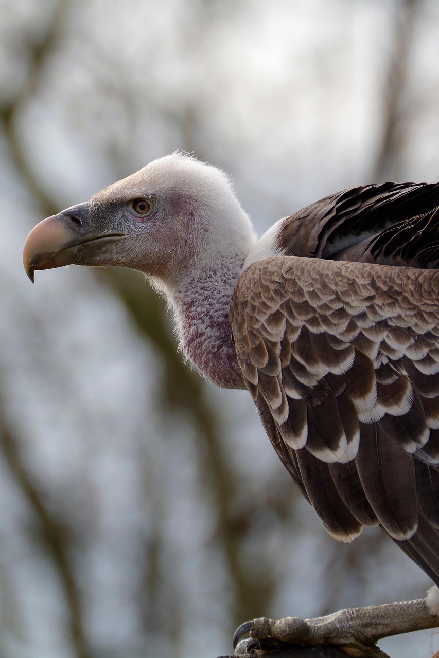 Uncover Hidden Gems: Vulture Peak Ranch & Beyond