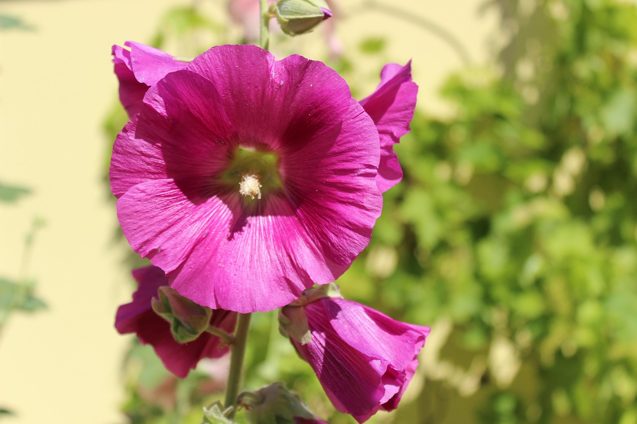 uncover-hollyhocks-hidden-gems-nature-cu-640x480-03to0t