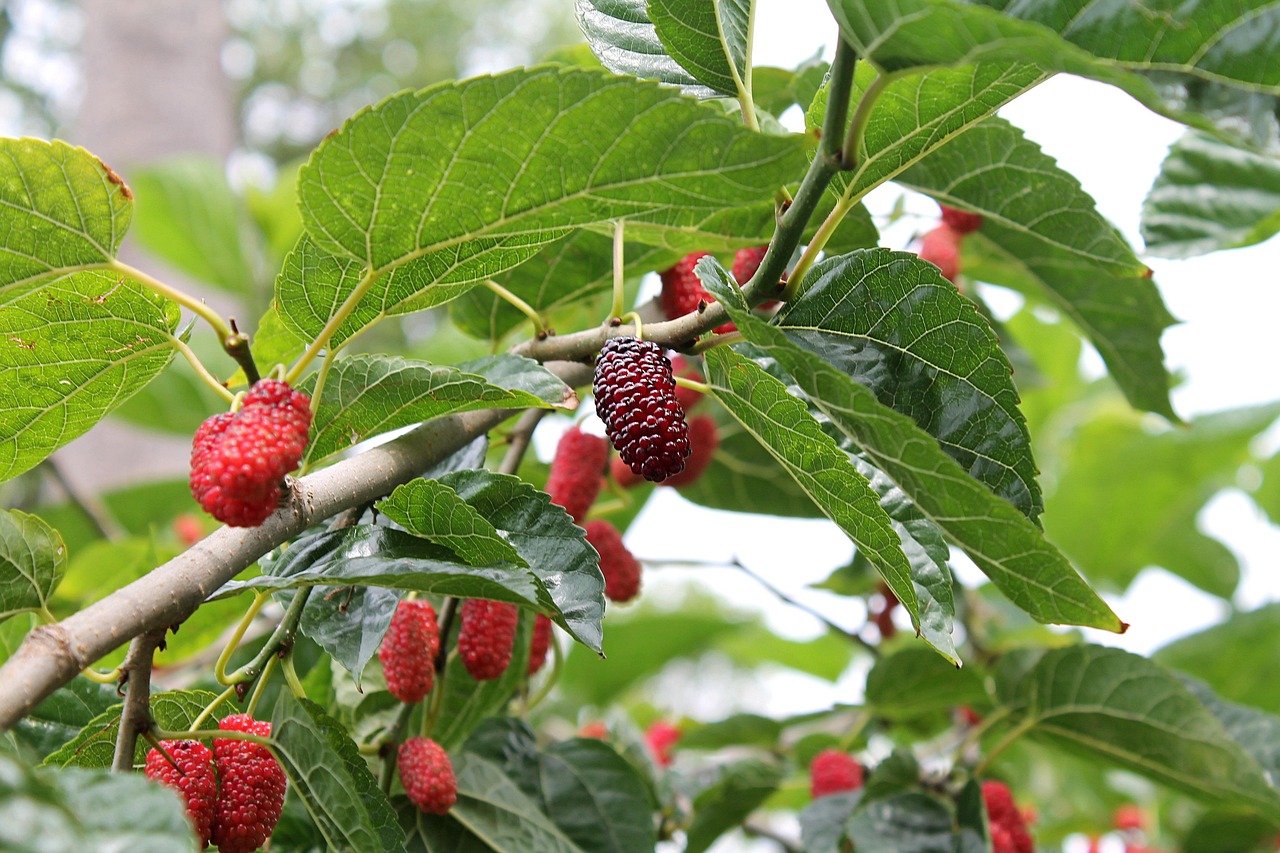uncover-mulberry-magic-nature-culture-le-640x480-yp4svw
