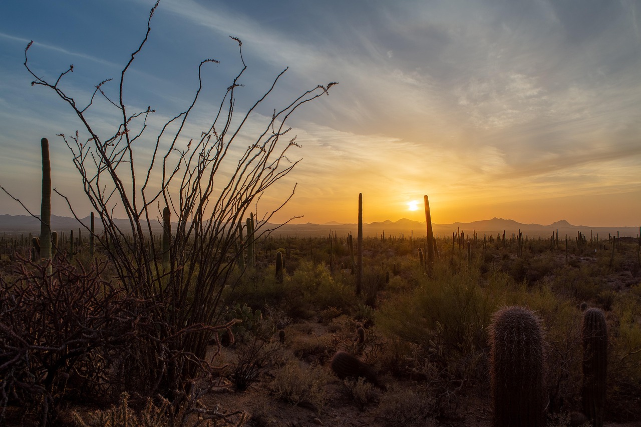 Uncover Natural Wonders Around Saguaro Park