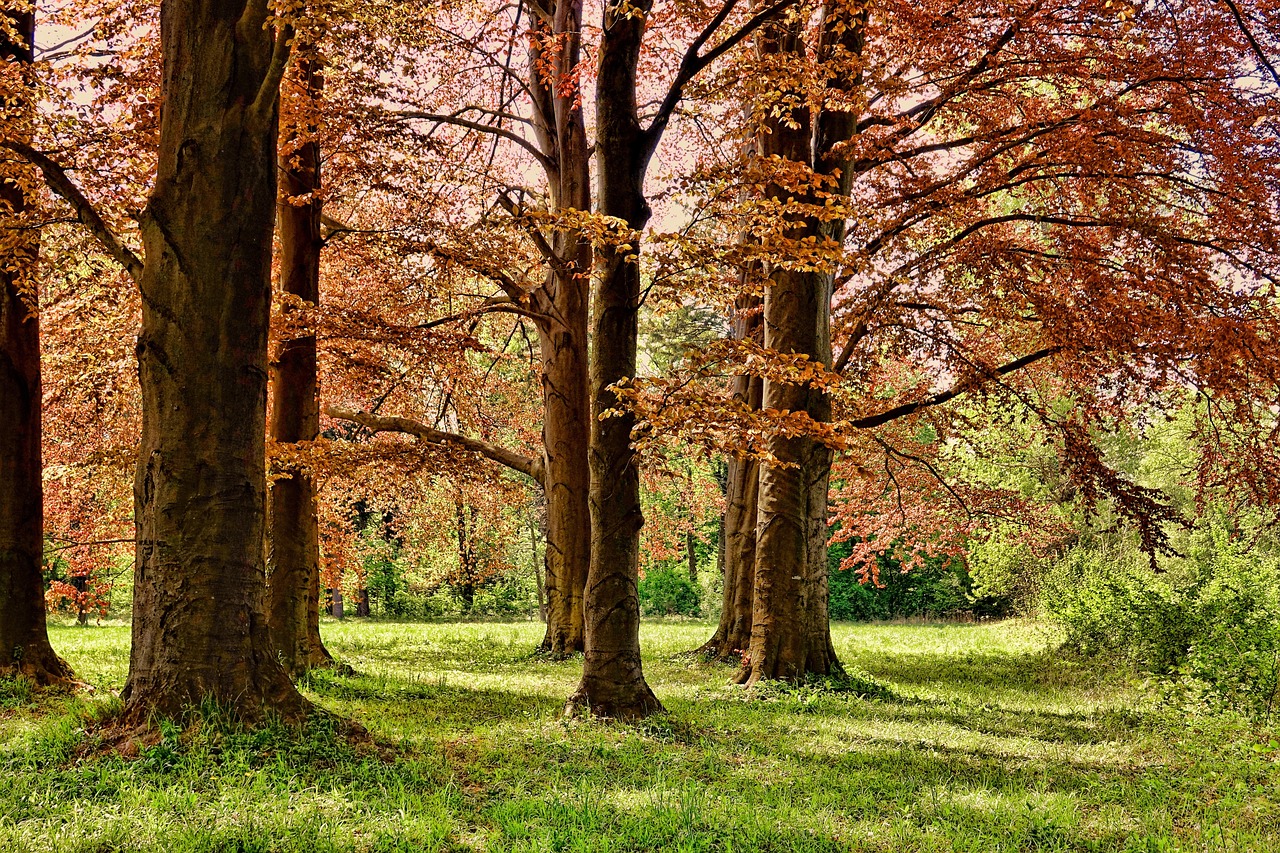Uncover Nature, Culture, and Adventure at Crooked Tree Park Estates
