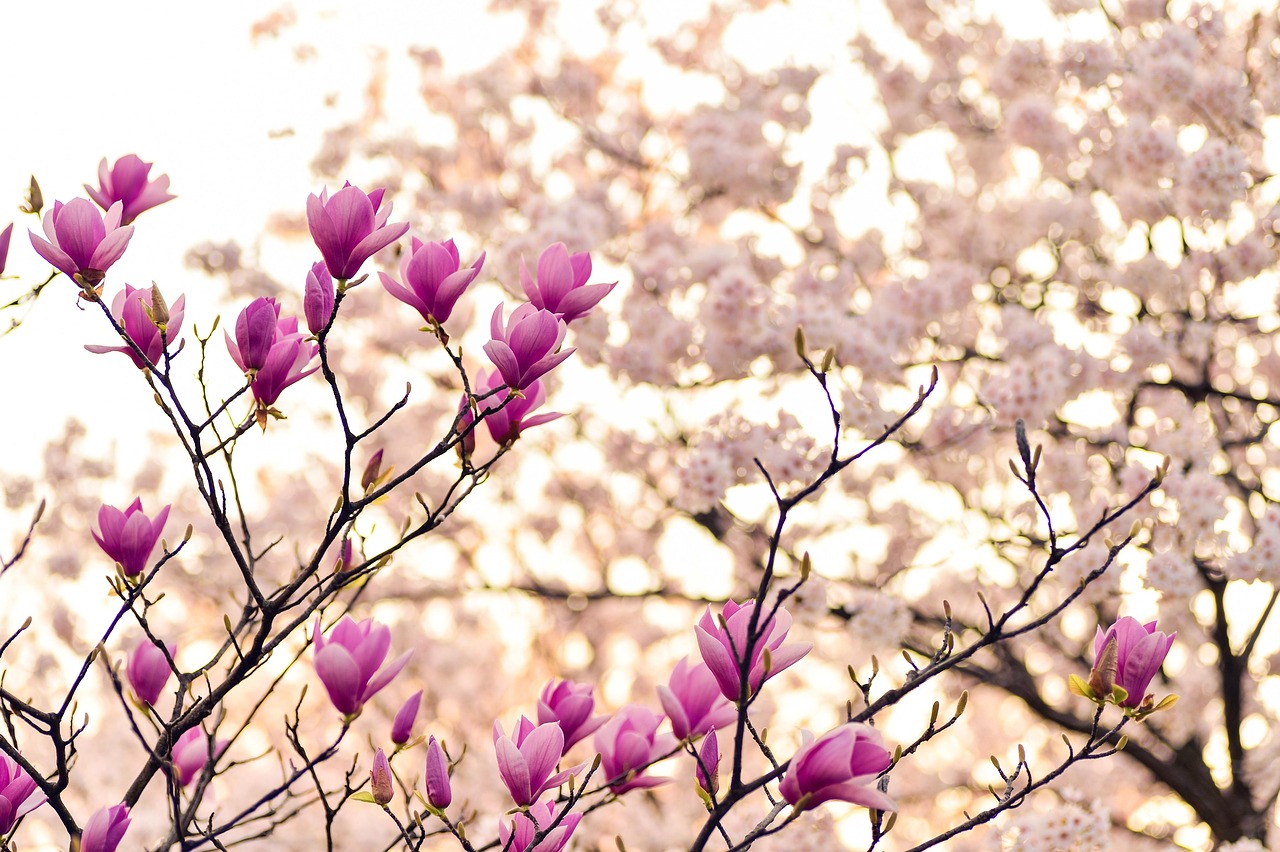 Uncover Natures Secrets at Your Local Arboretum