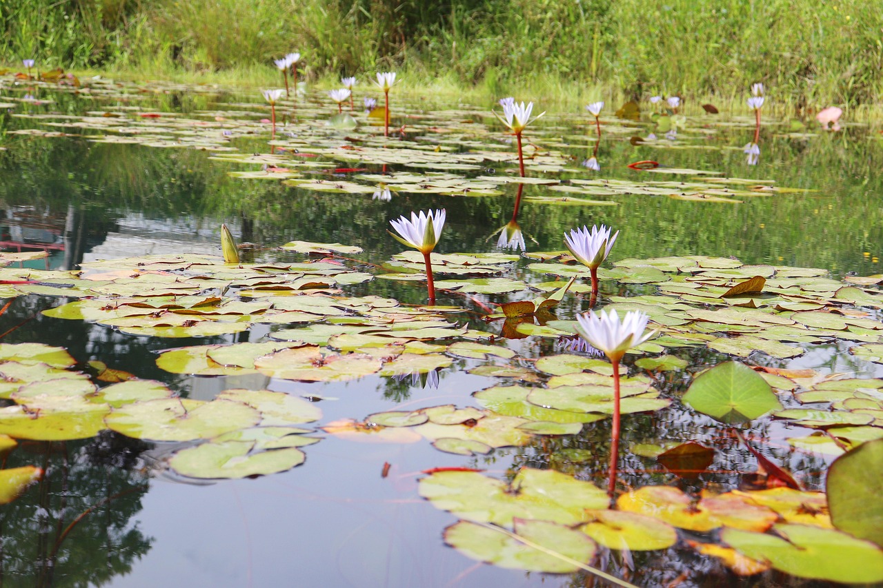 Uncover Peace: Villa De Paz Golf & Local Treasures