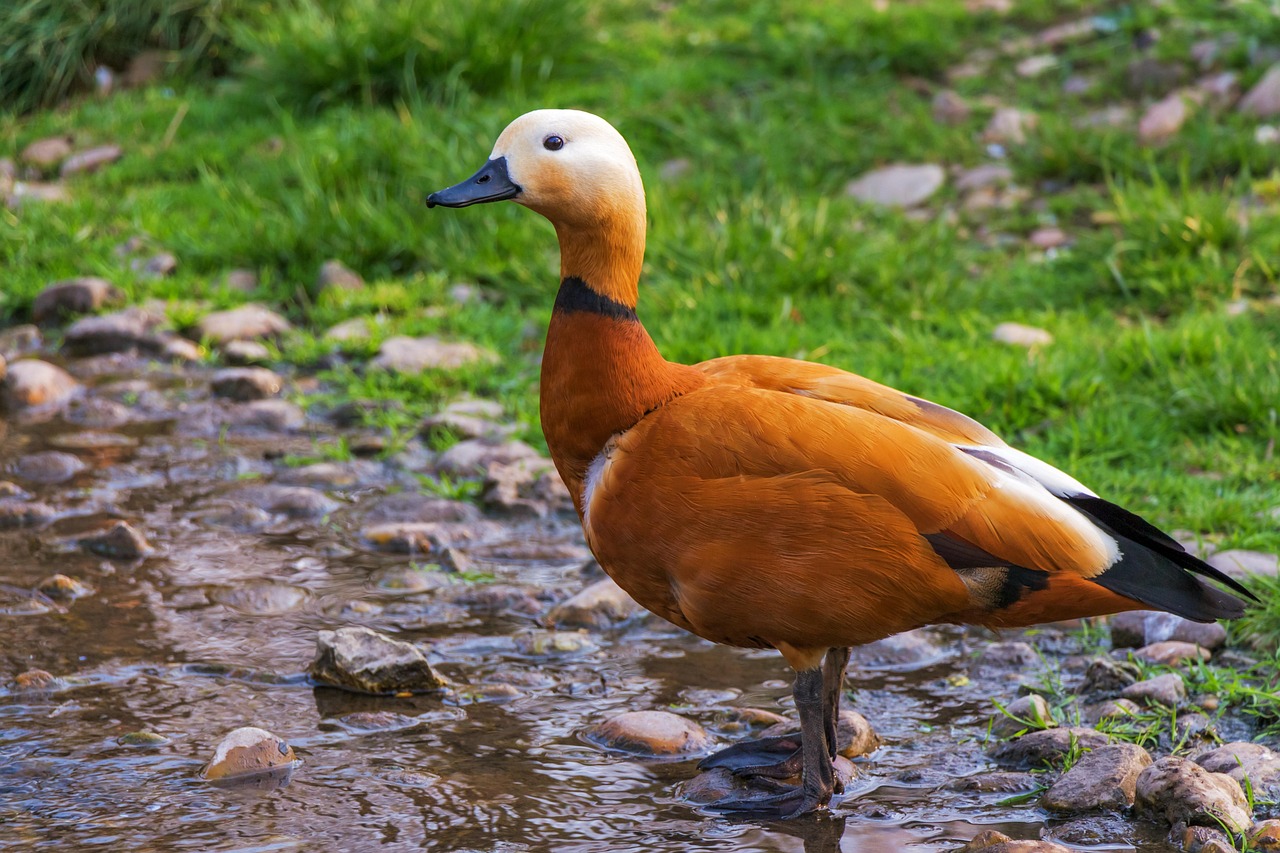 Uncover Queen Creek Stations Surroundings: History, Nature, and Culture