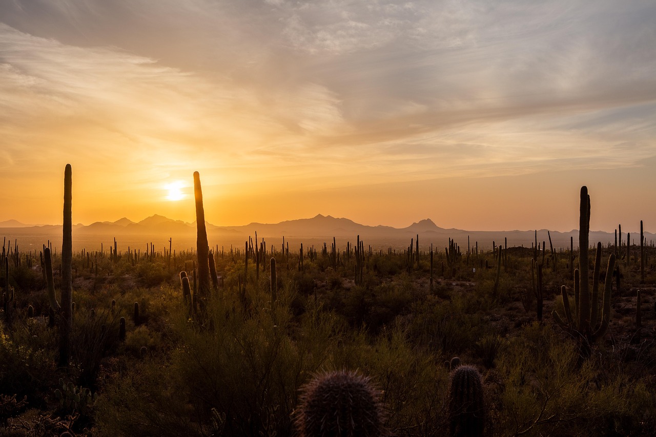 uncover-saguaro-parks-charms-and-local-a-640x480-nnfcbv