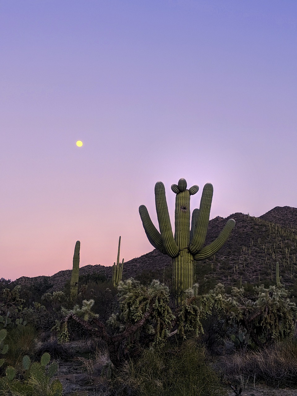 Uncover Saguaro Parks Charms: Nature, Culture & Adventure