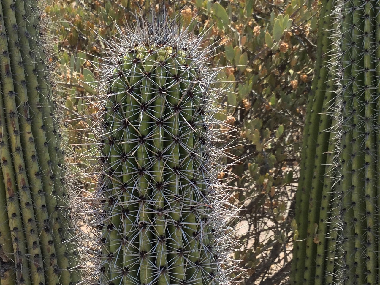 Uncover Sonoran Foothills Treasures: Nature, Culture, Adventure