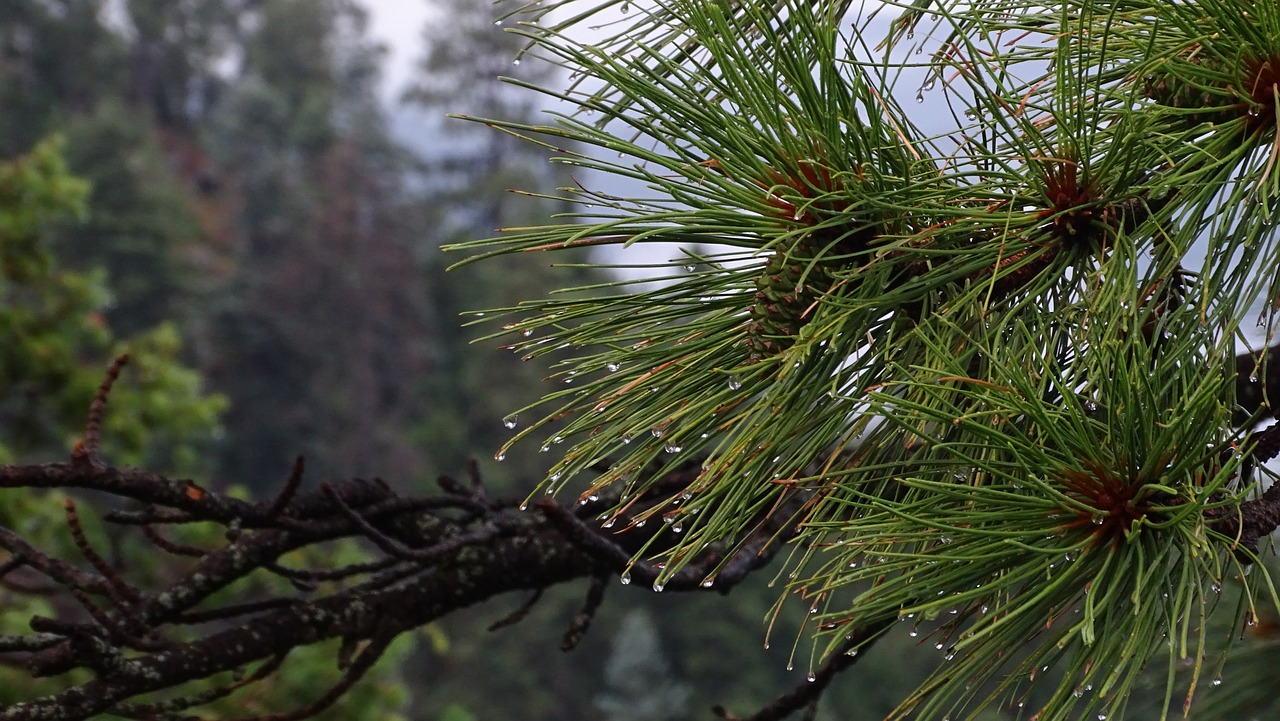 unveiling-ancient-art-pine-arizonas-petr-640x480-zltn88