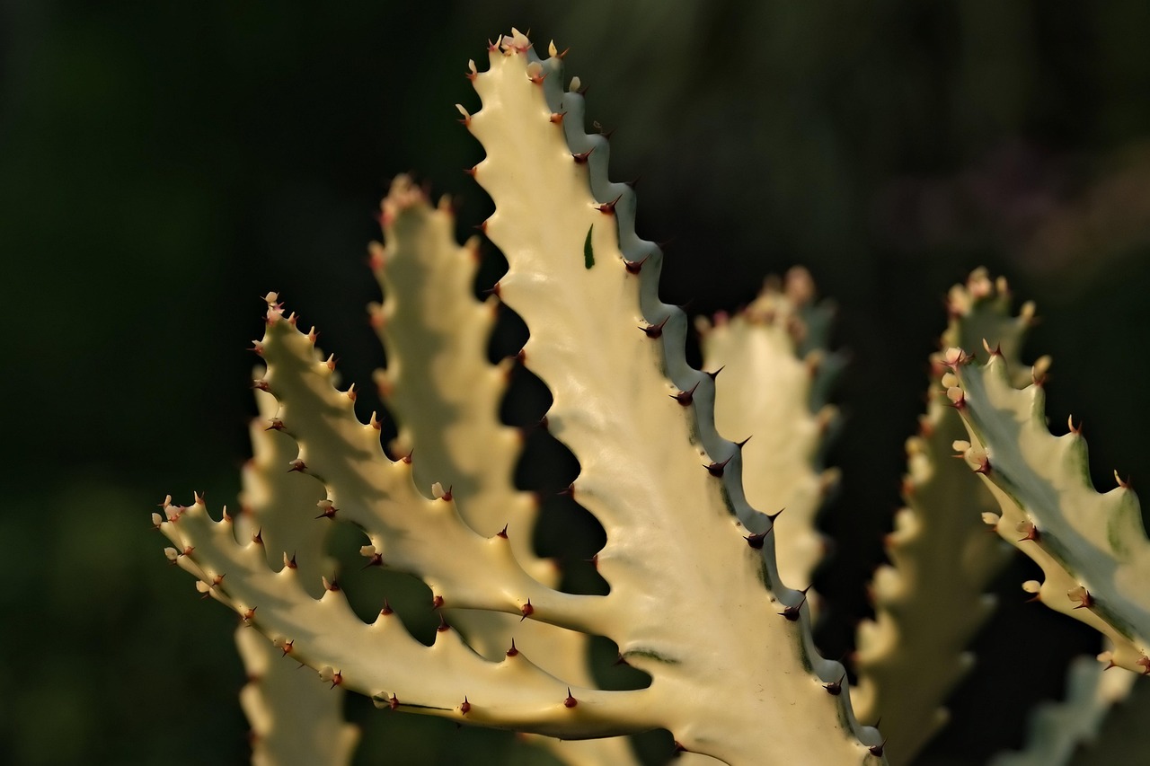 Unveiling Cactus Corridors Charms: Adventure & Culture Await