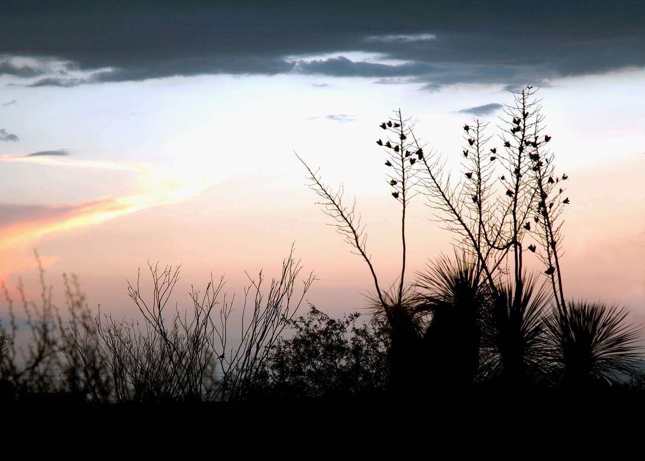 unveiling-corona-de-tucsons-arid-beauty-640x480-eiuf20