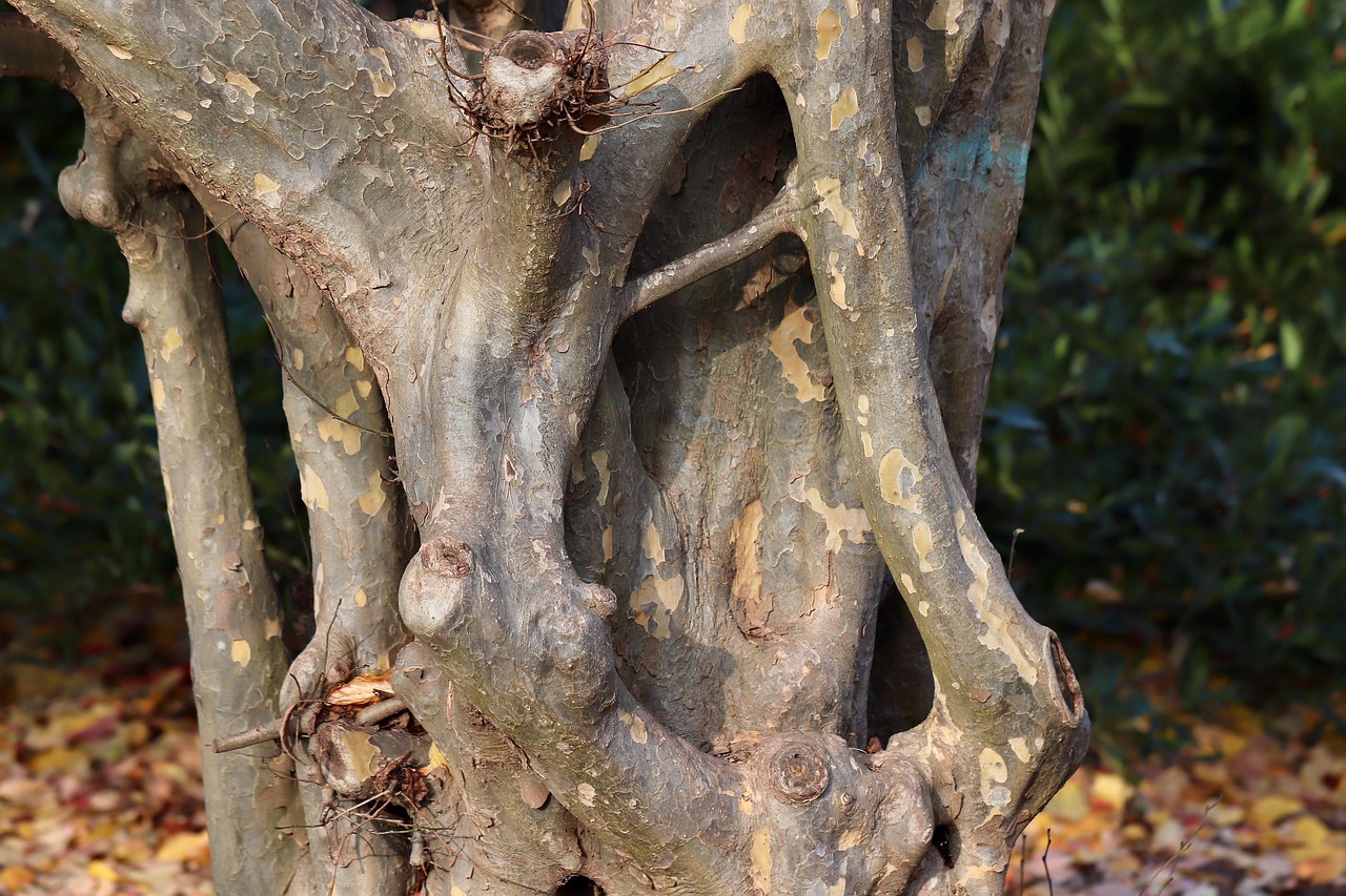 Unveiling Ironwoods Treasures: Nature, Culture, and Cuisine