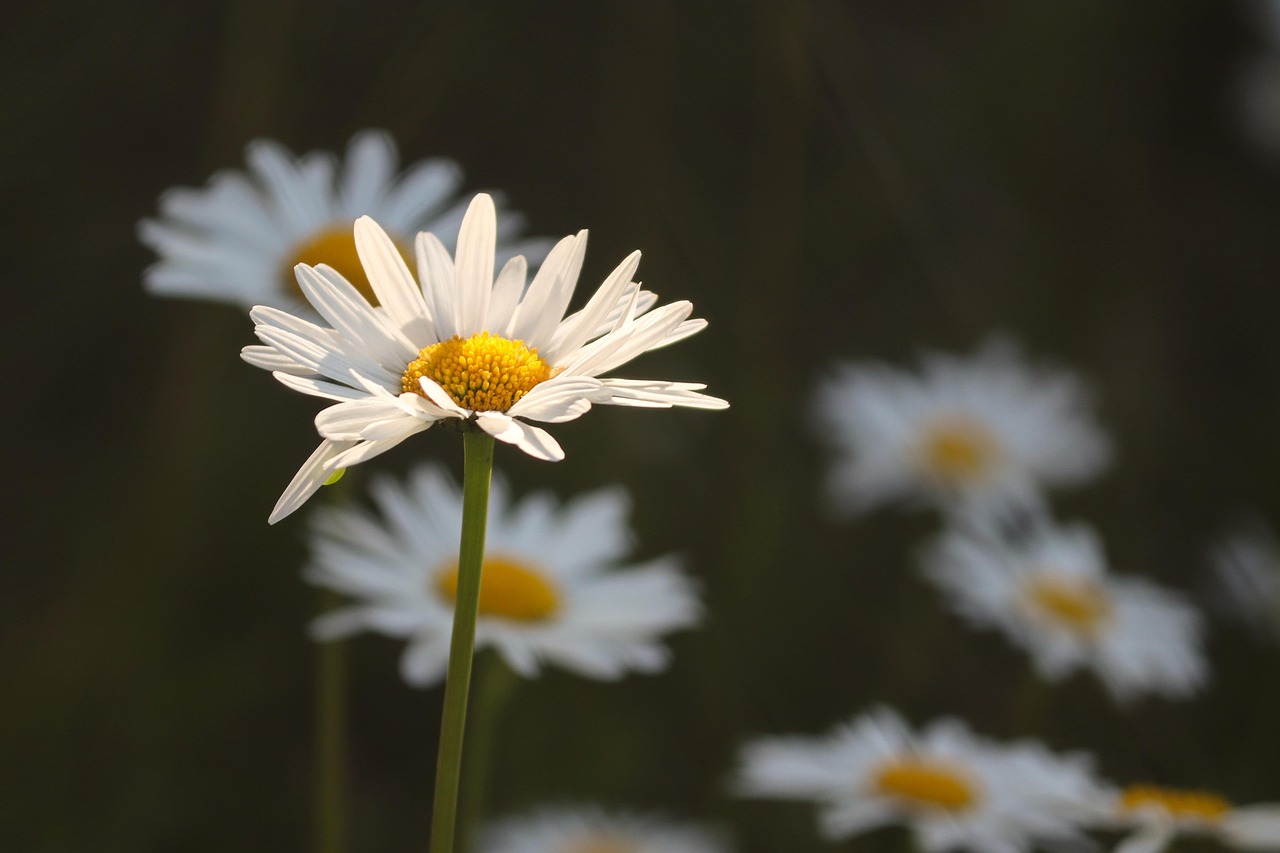 unveiling-maricopa-meadows-charms-nature-640x480-q7eqsc