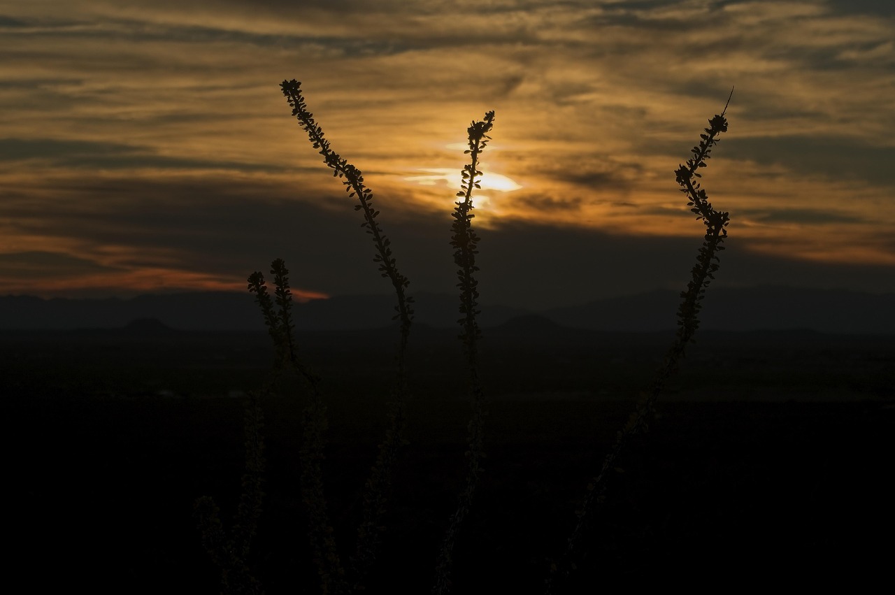 Unveiling Ocotillos Treasures: Nature, Culture, and Adventure