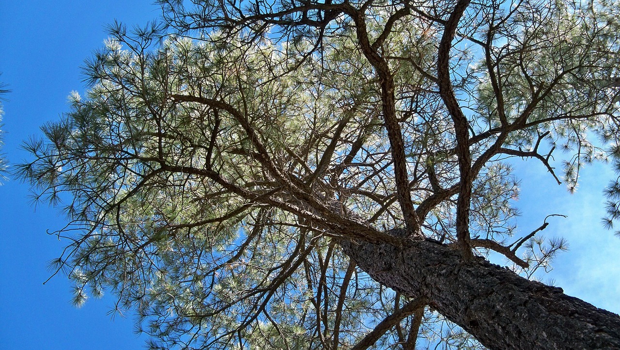 Unveiling Pine, Arizonas Ancient Rock Art Legacy