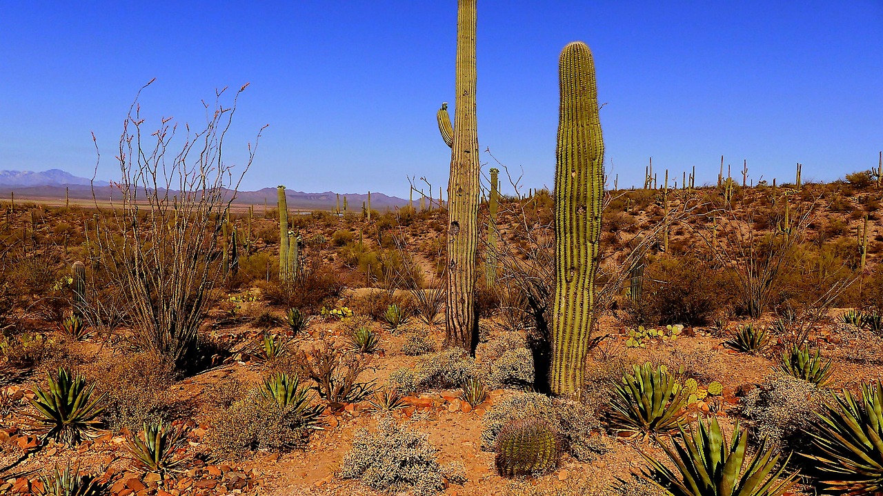 Unveiling Tucson: Nature, Culture, and Outdoor Escapades